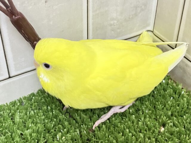 ✨最新画像✨黄金ピカリン🌟⋆꙳おイモだッピ🍠(^³^)セキセイインコ(ダブルファクター/2025年10月生まれ) セキセイインコ