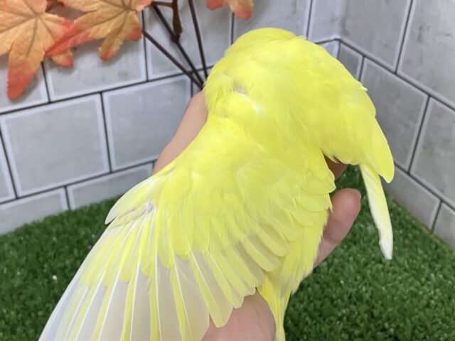 ✨最新画像✨黄金ピカリン🌟⋆꙳おイモだッピ🍠(^³^)セキセイインコ(ダブルファクター/2025年10月生まれ) セキセイインコ