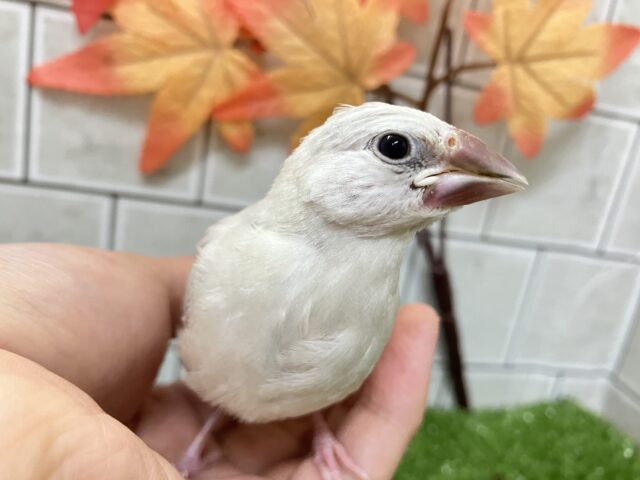 シルバー文鳥