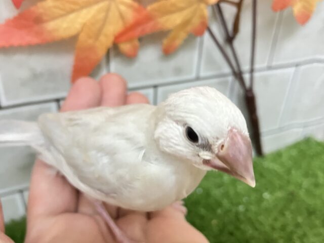 シルバー文鳥