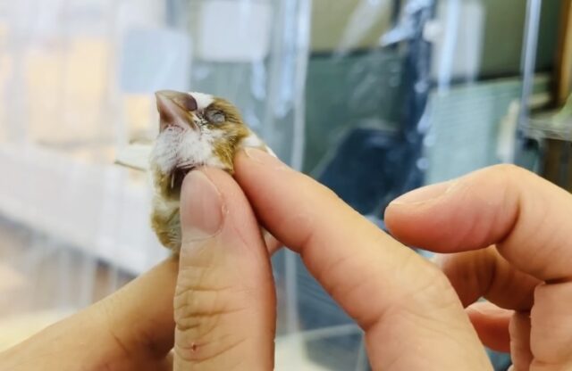 十姉妹（ジュウシマツ）