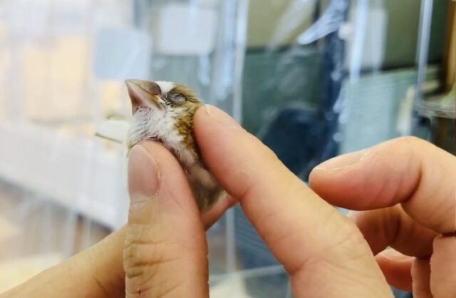 十姉妹（ジュウシマツ）