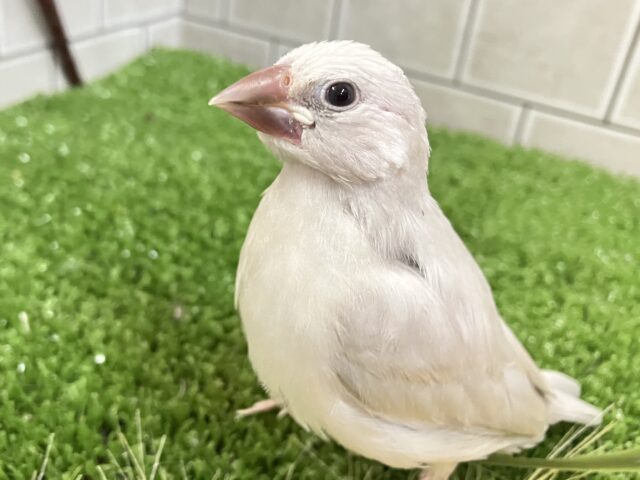 シルバー文鳥