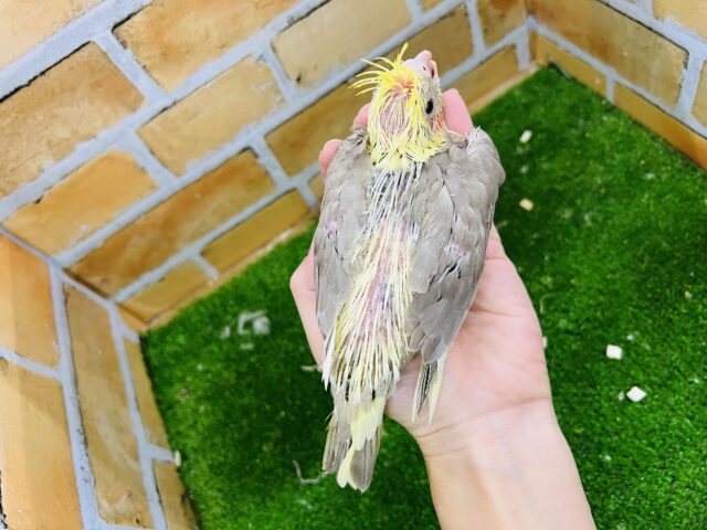 オカメインコ