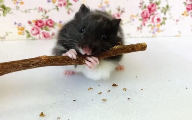 ゴールデンハムスター