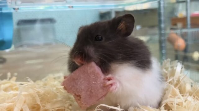 ゴールデンハムスター