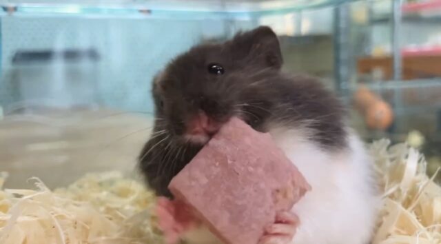 ゴールデンハムスター