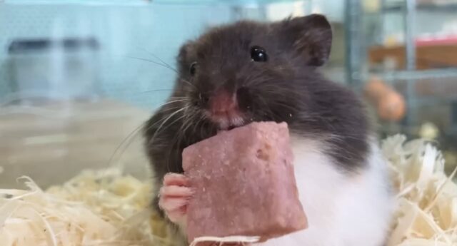 ゴールデンハムスター