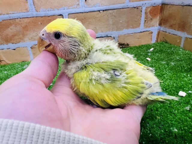 コザクラインコ（小桜インコ）