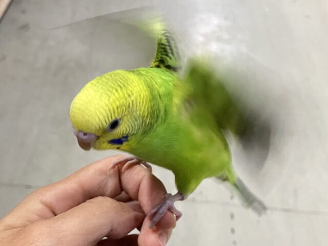 セキセイインコ