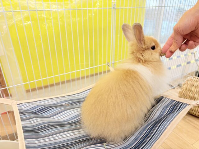 ライオンラビット