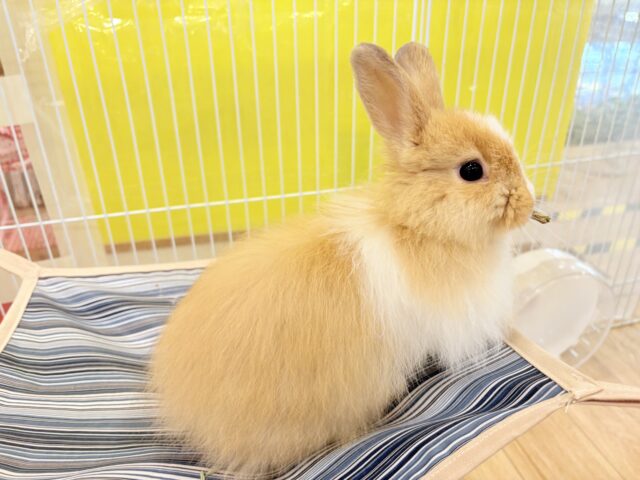 ライオンラビット