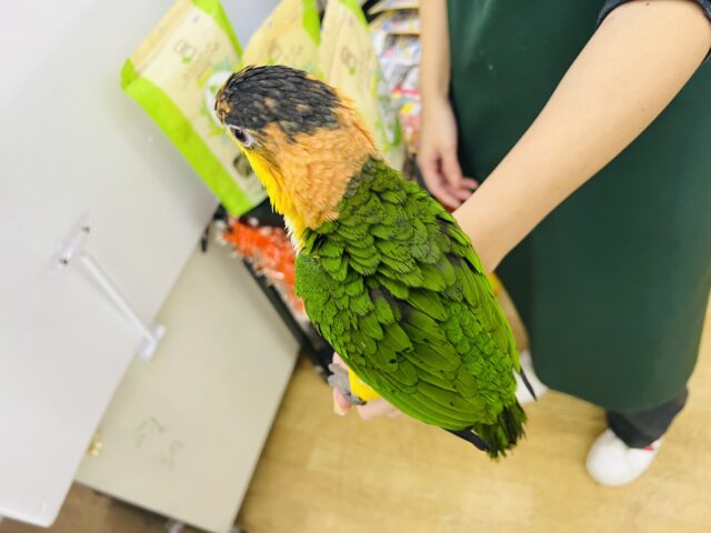 シロハラインコ