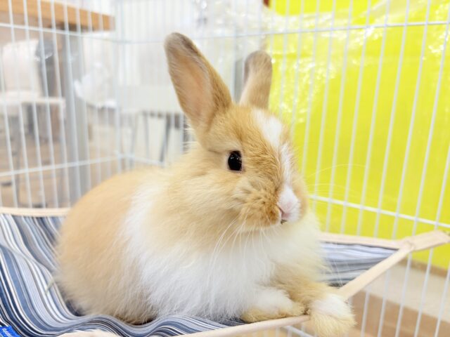 ライオンラビット