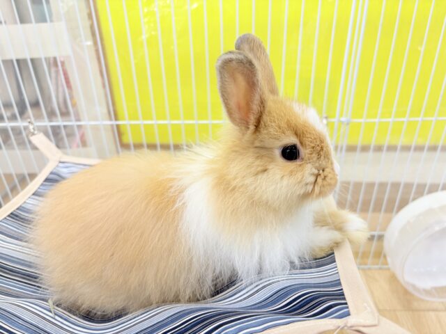 ライオンラビット