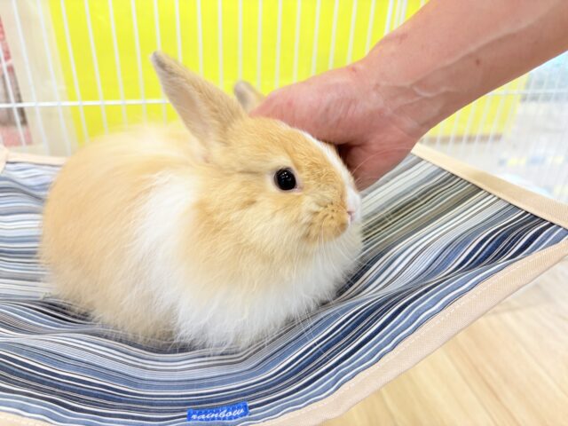 ライオンラビット