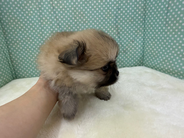 ポメペキ（ペキポメ）