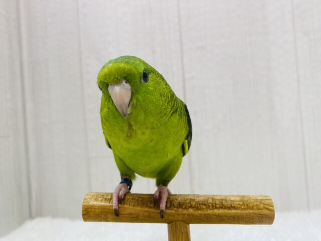 サザナミインコ