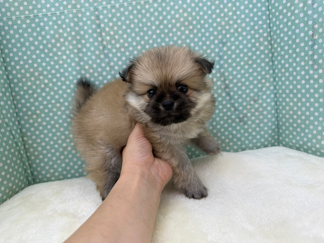 ポメペキ（ペキポメ）