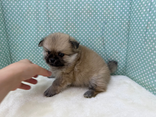 ポメペキ（ペキポメ）