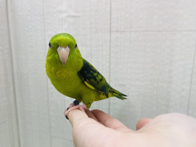 サザナミインコ