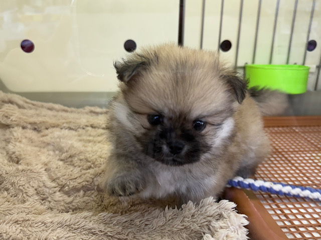 ポメペキ（ペキポメ）