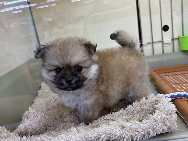 ポメペキ（ペキポメ）