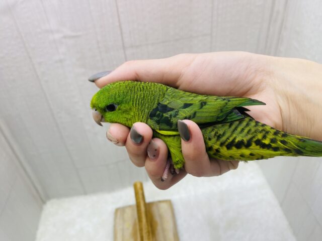 サザナミインコ
