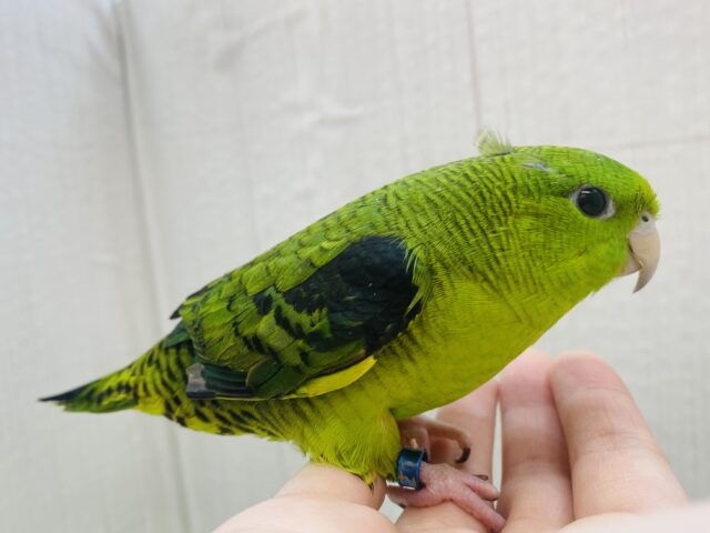 サザナミインコ