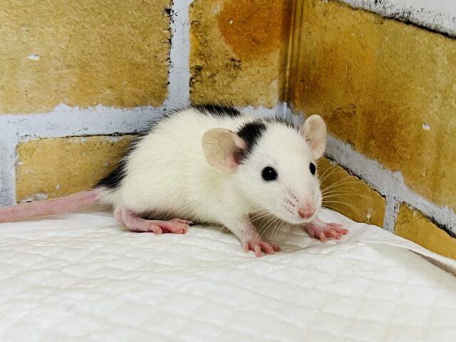 ファンシーラット