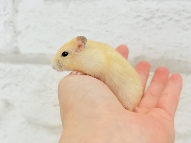 ドワーフハムスターの1種