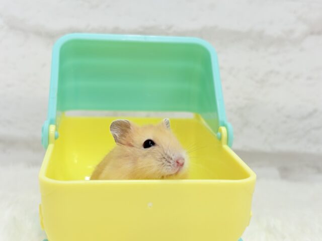 ドワーフハムスターの1種