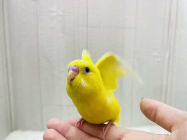 セキセイインコ