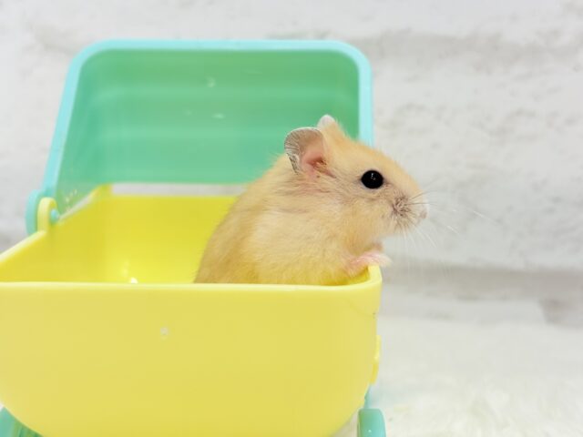 ドワーフハムスターの1種