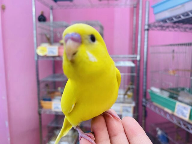 セキセイインコ