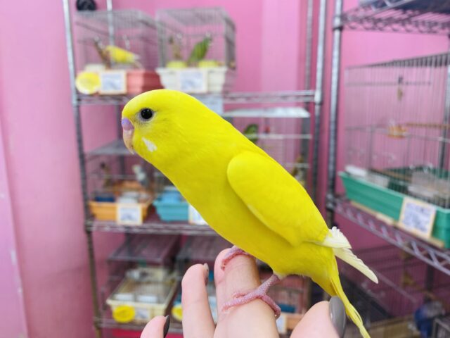 セキセイインコ