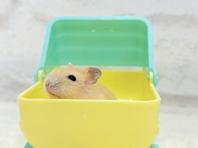 ドワーフハムスターの1種