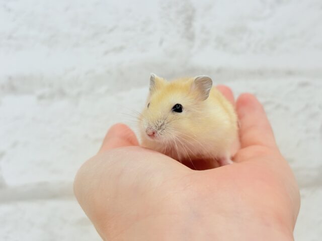 ドワーフハムスターの1種