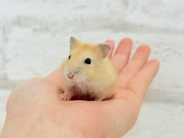 ドワーフハムスターの1種