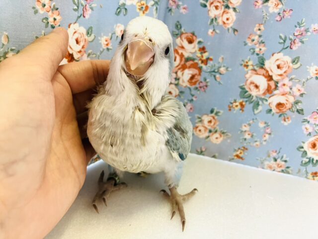 オキナインコ
