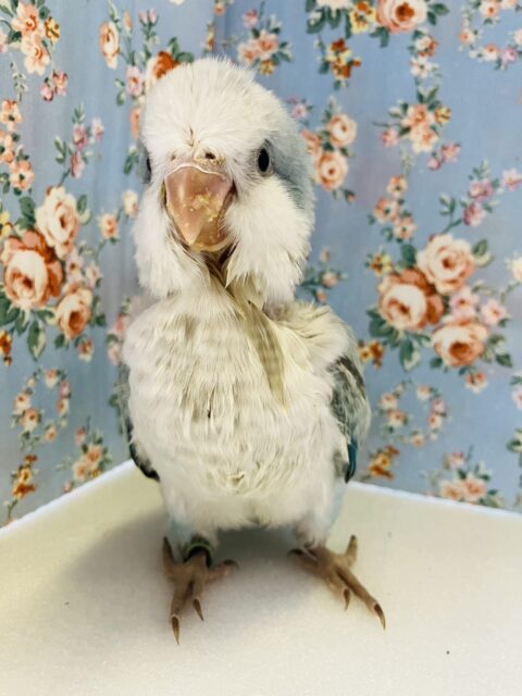 オキナインコ