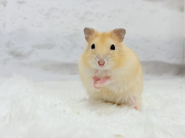 ドワーフハムスターの1種