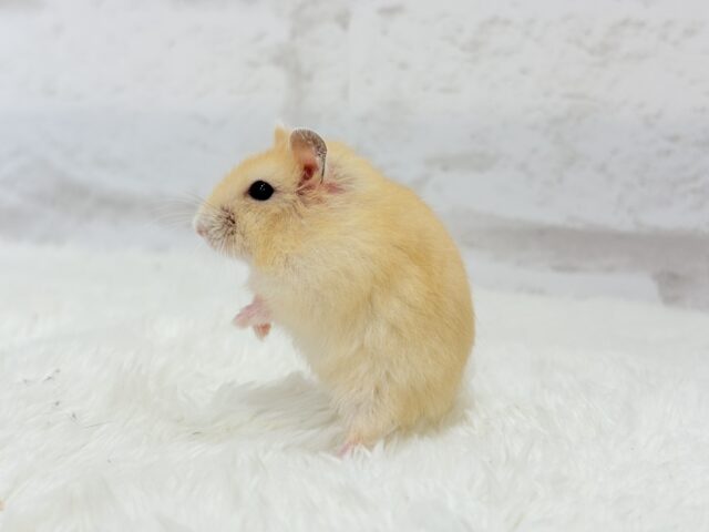 ドワーフハムスターの1種