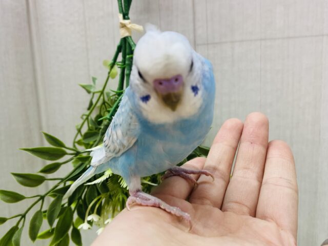 セキセイインコ