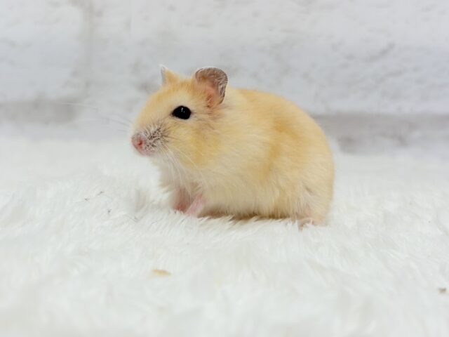 ドワーフハムスターの1種