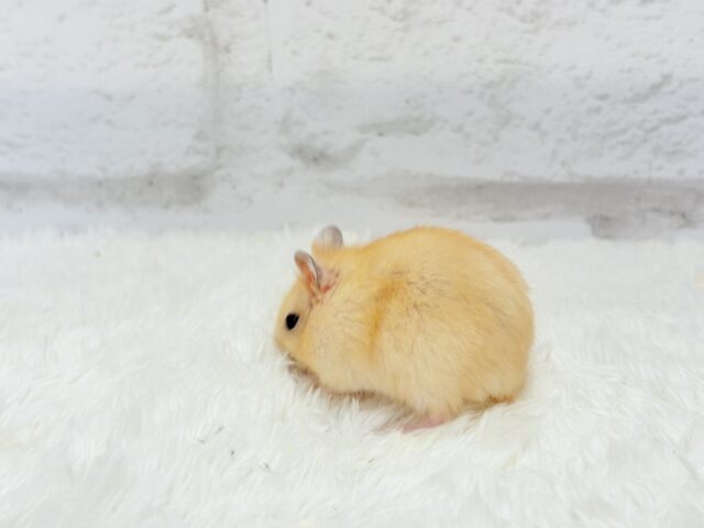 ドワーフハムスターの1種