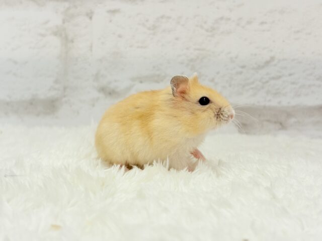 ドワーフハムスターの1種