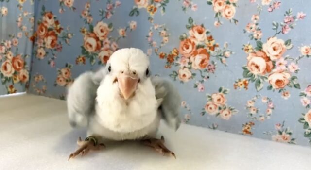 オキナインコ
