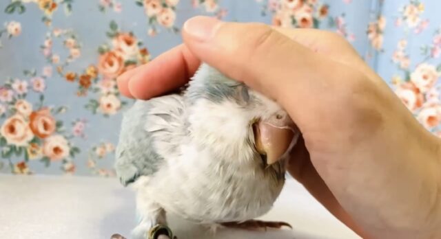 オキナインコ