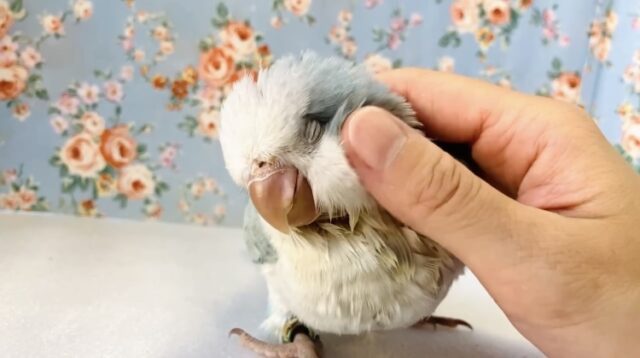 オキナインコ